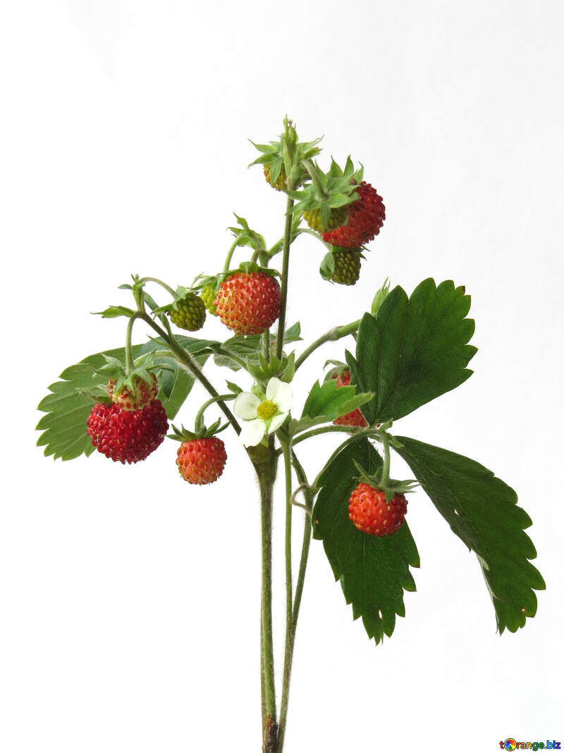 Strawberry bush №27511