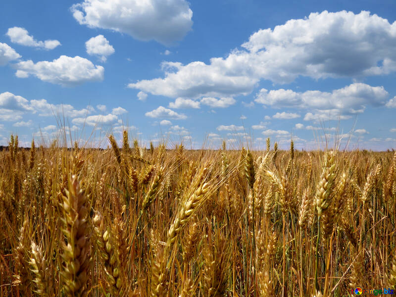 Agricultura biológica №27249