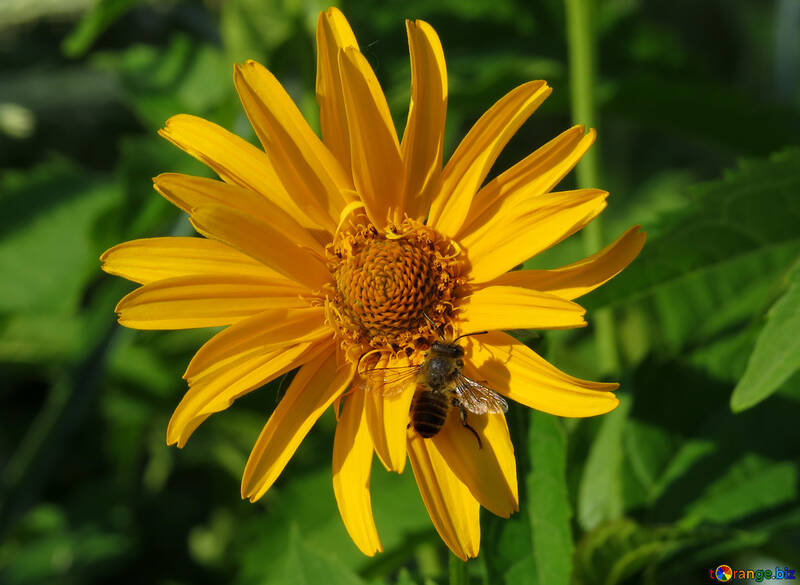 Biene auf Blume №27054