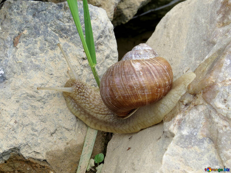 As the snail crawls №27480
