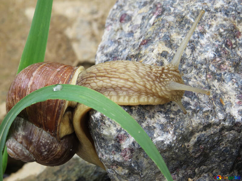 Beautiful snail №27478