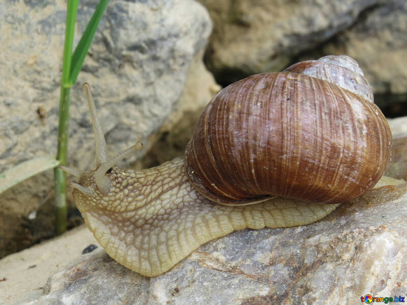 Common snail №27482