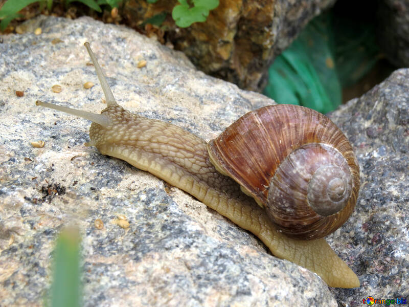 Fast snail №27471