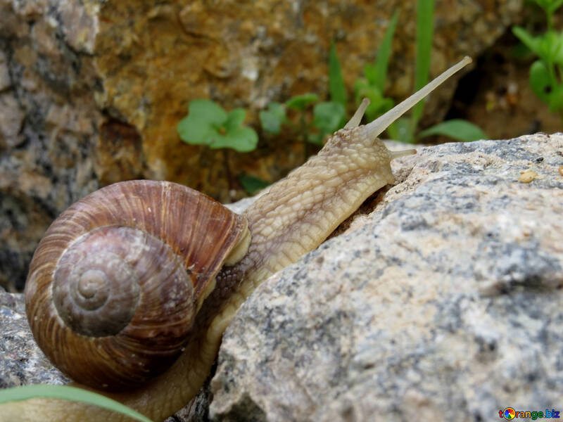 Garden snail №27474