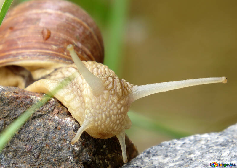 Garden snail №27493