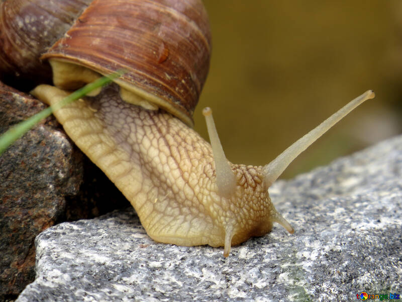 Horn snail №27492