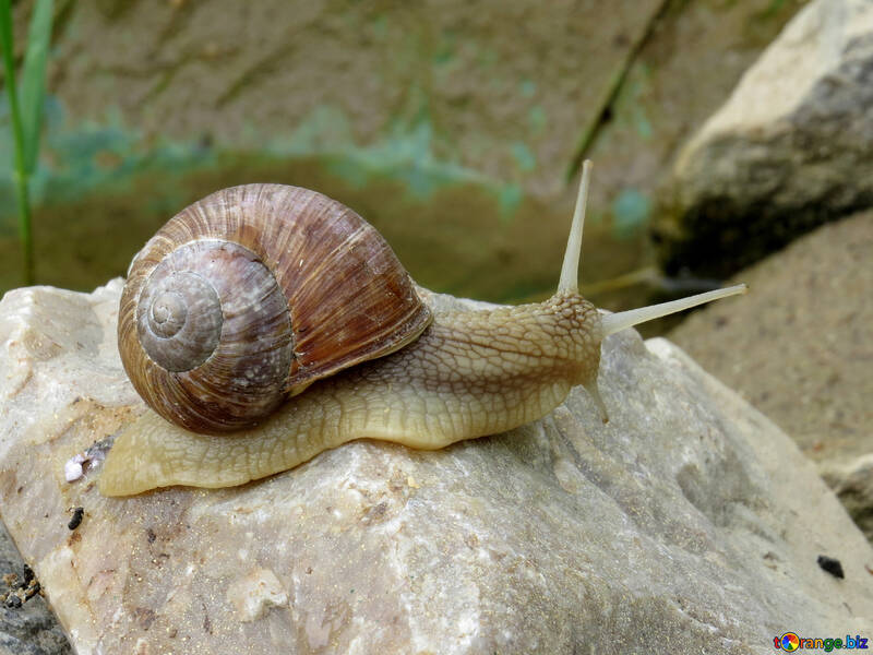 Horned snail №27486