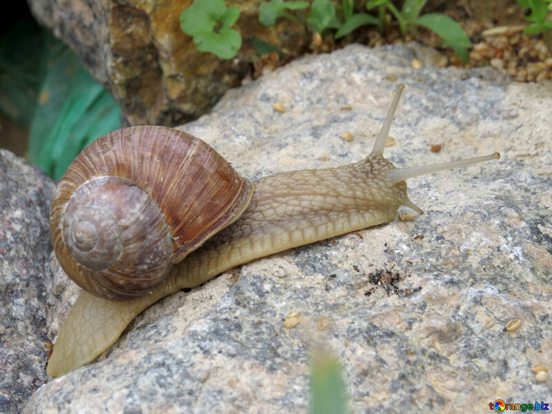 Large snail №27470