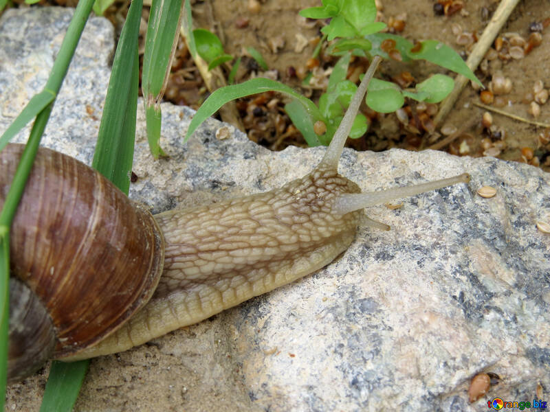 Live snail №27468