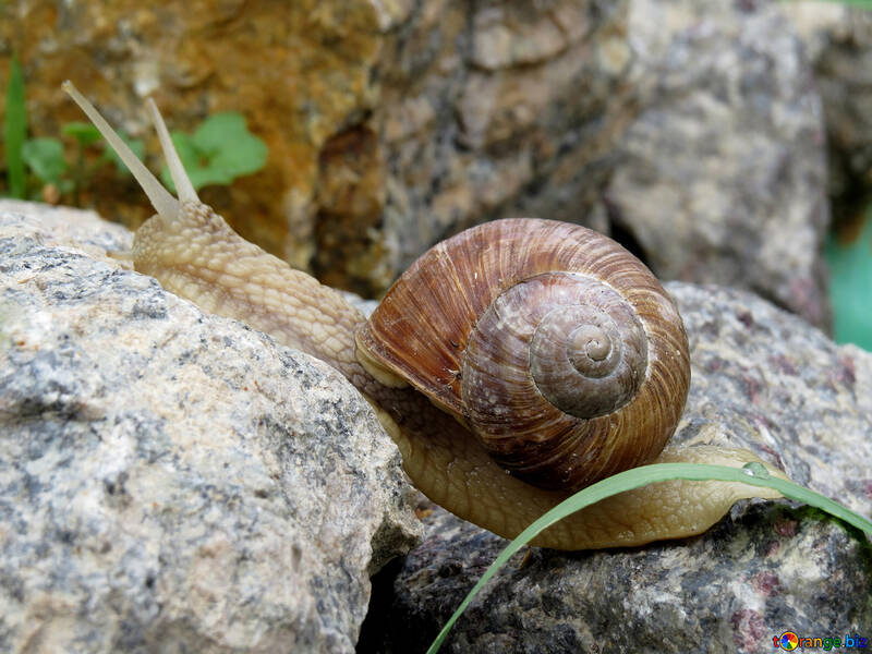 Long snail №27475
