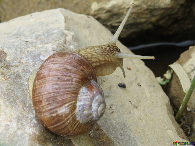 Mollusk snail №27483