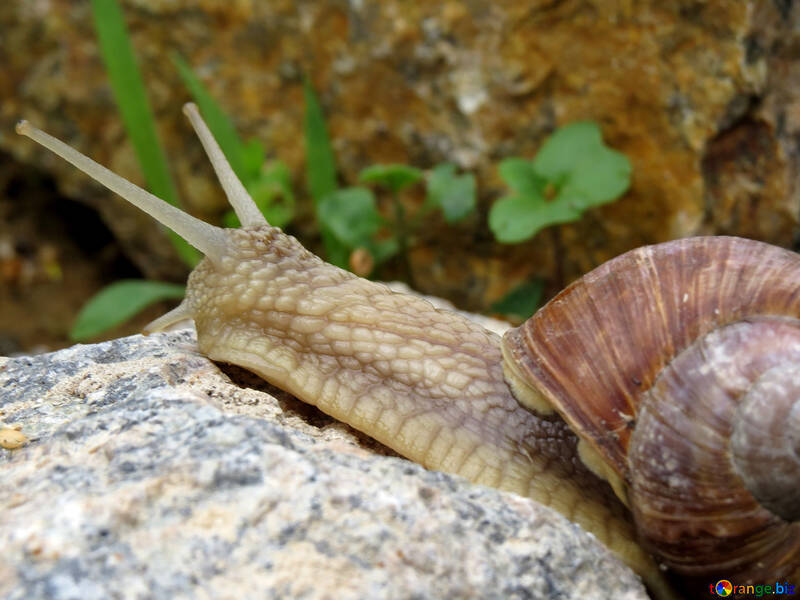Ordinary snail №27473
