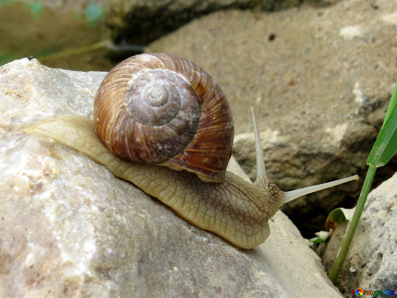 Snail crawling on stone №27485