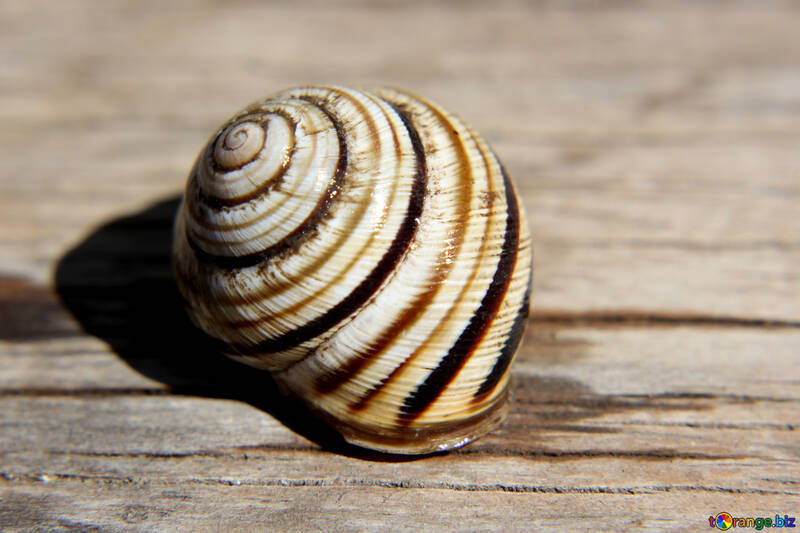 Snail shell №27112