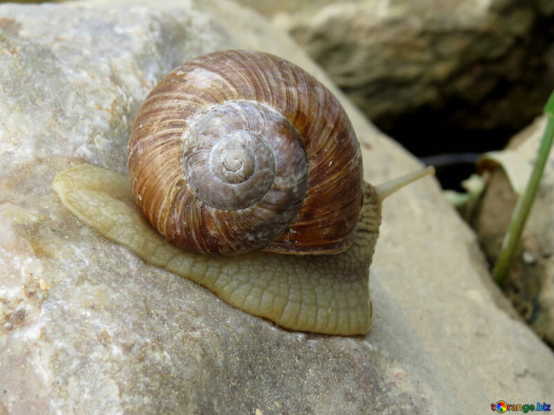 Snail shell №27484