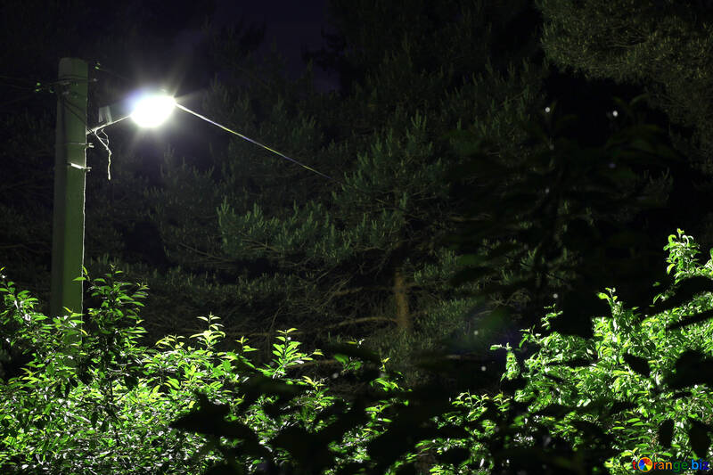 Lanterna nella foresta №27209