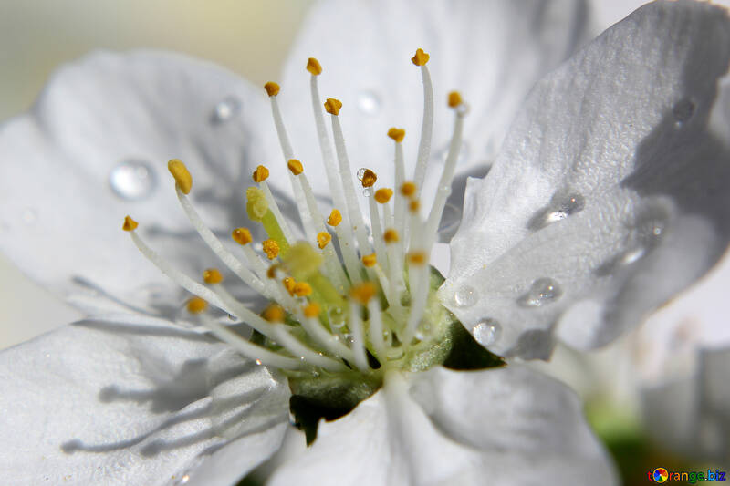 Dew on the petals of white flower №27080