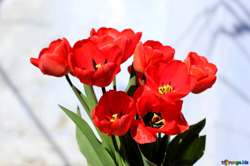 Red tulips №27449