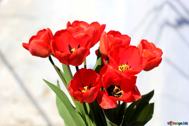 Rote Frühlingsblumen №27450