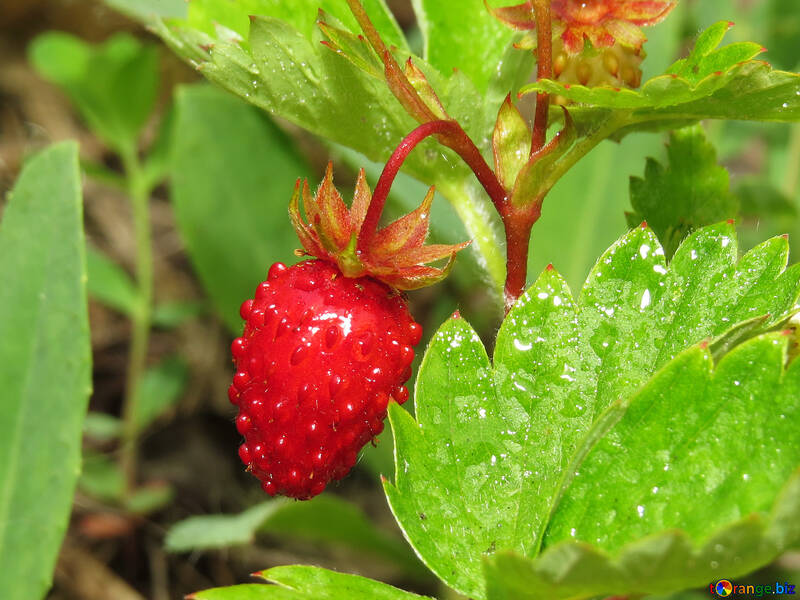 Juicy strawberries №27624