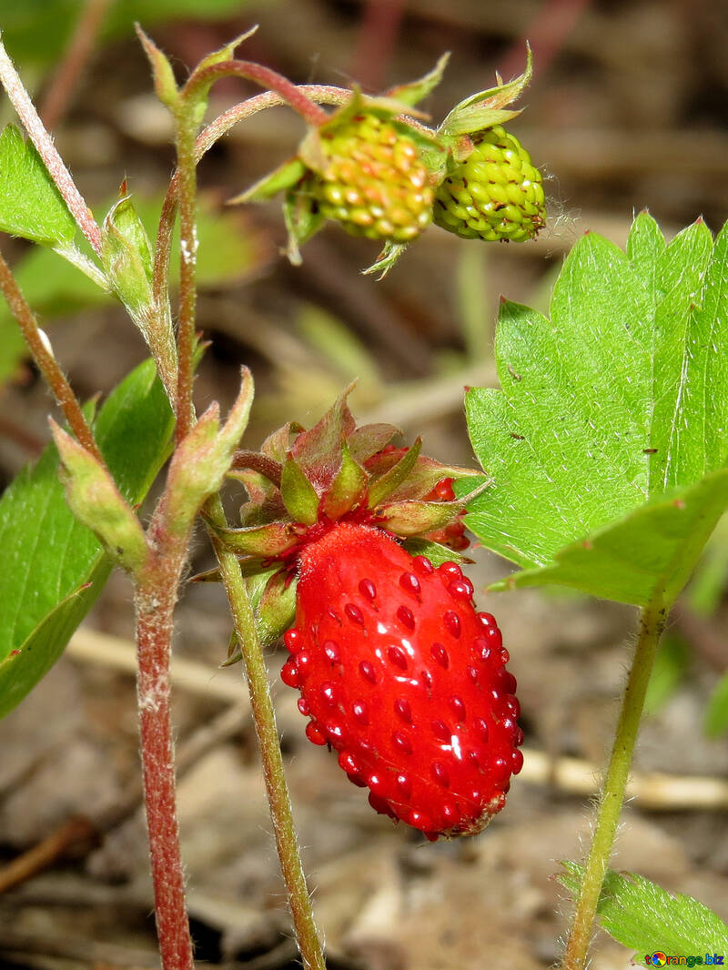 Reife Erdbeeren №27631