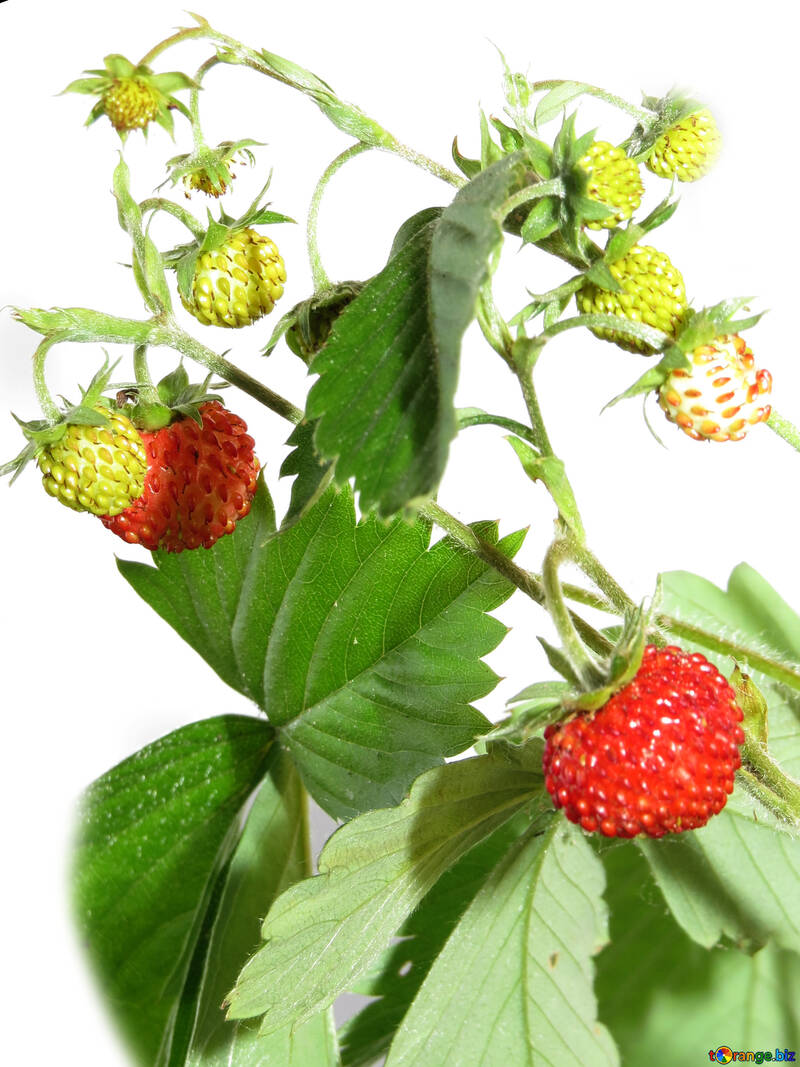 Strawberries on white background №27537