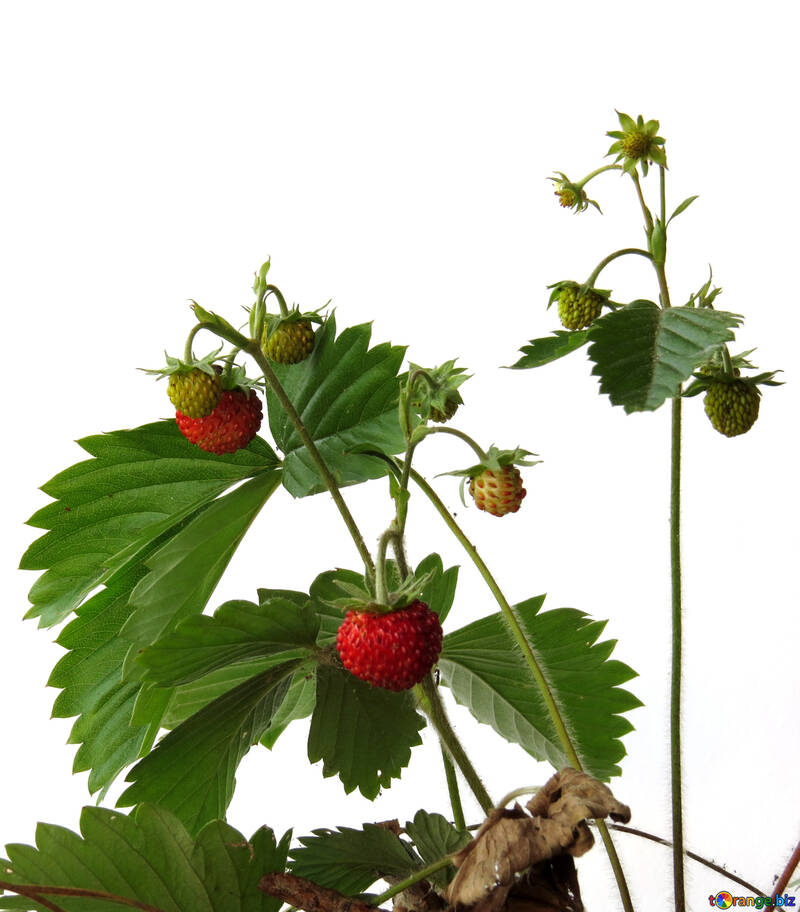 Strawberries on white background №27544