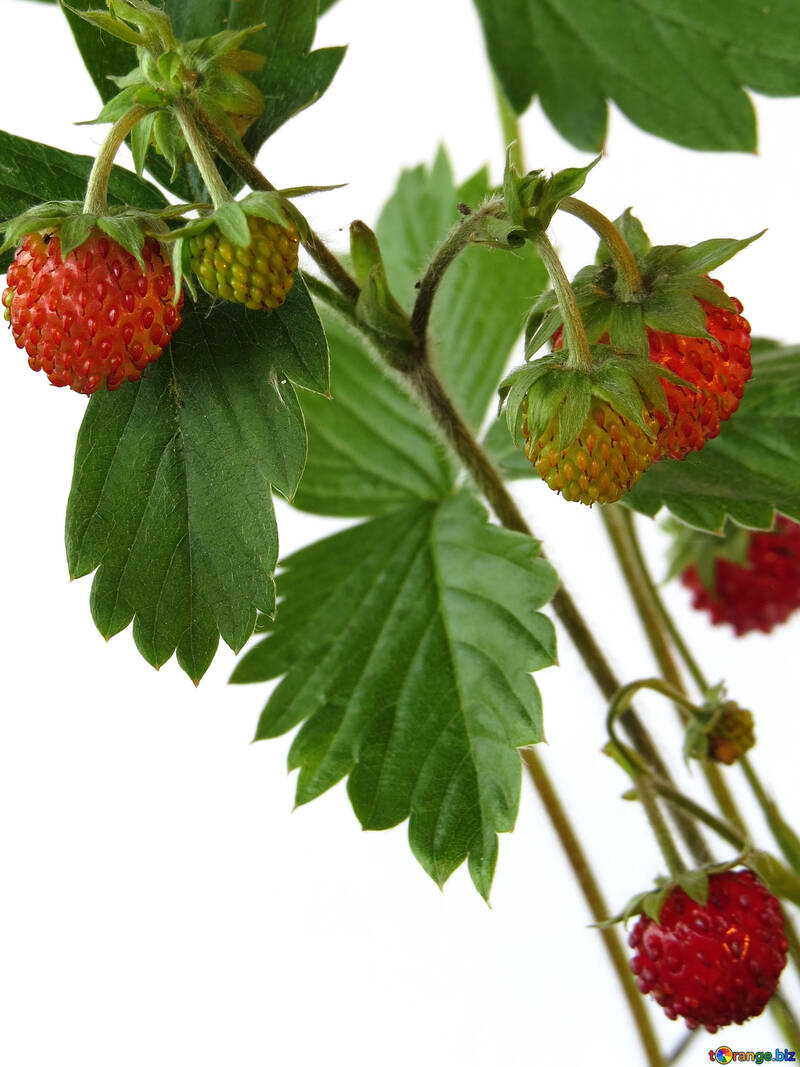 Erdbeeren auf weißem Hintergrund №27562