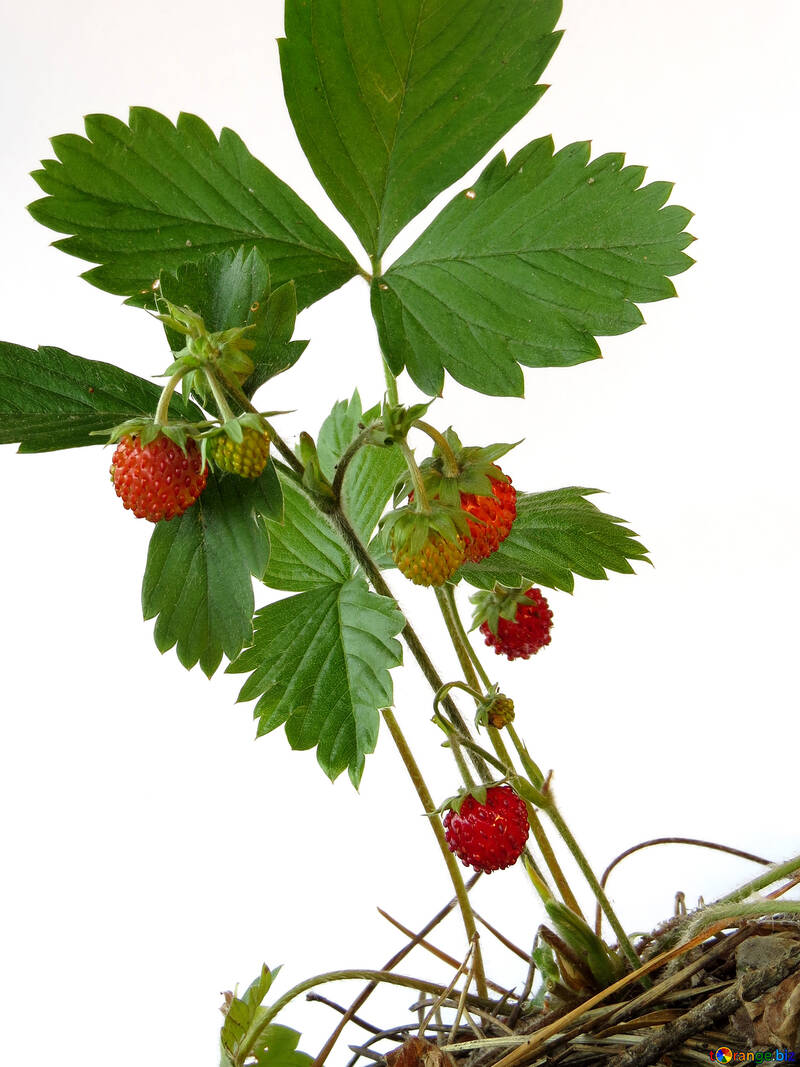 Erdbeeren auf weißem Hintergrund №27566
