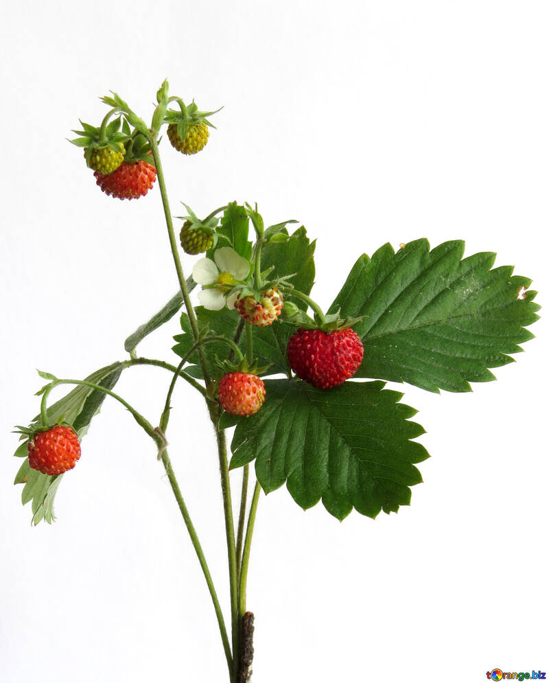 Zweig der Erdbeeren auf weißem Hintergrund №27522