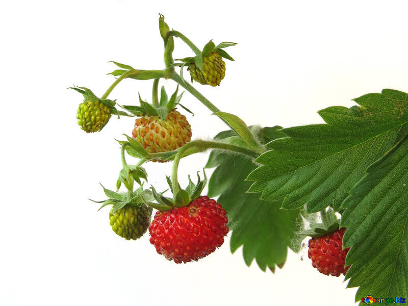 Zweig der Erdbeeren auf weißem Hintergrund №27561