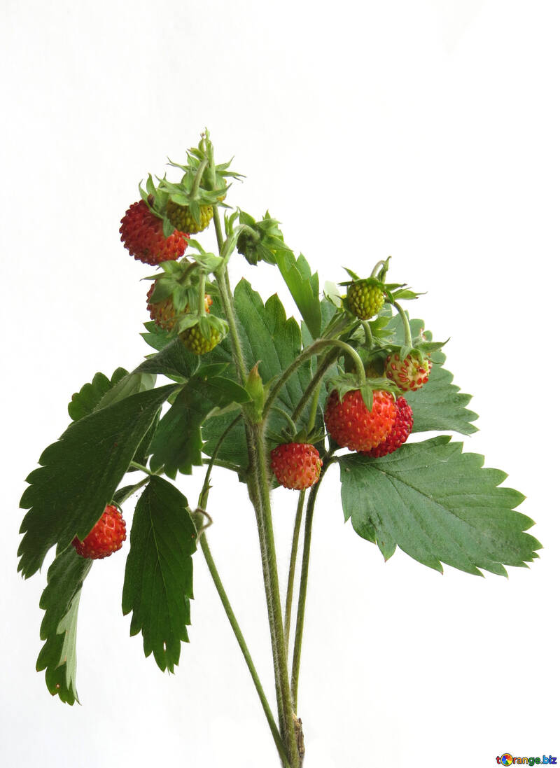 Lot of strawberries on white background №27515