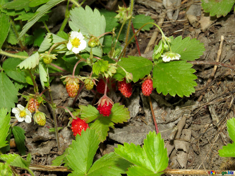 Erdbeere №27582