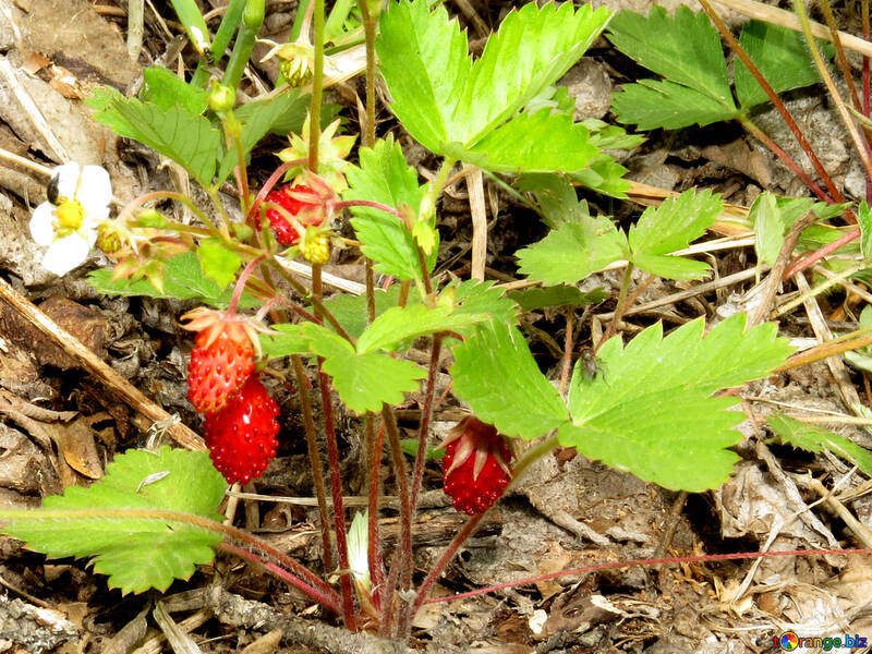 Strawberry №27591