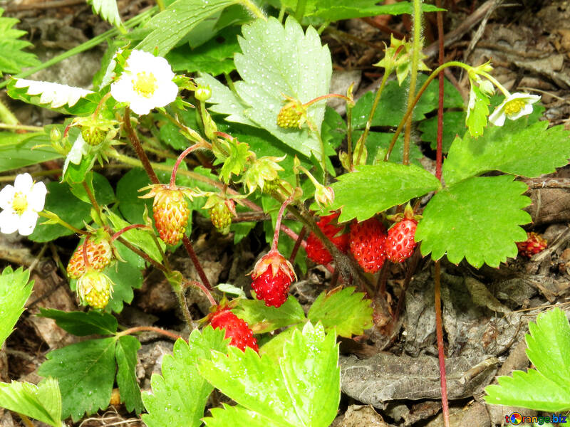 Strawberry №27594