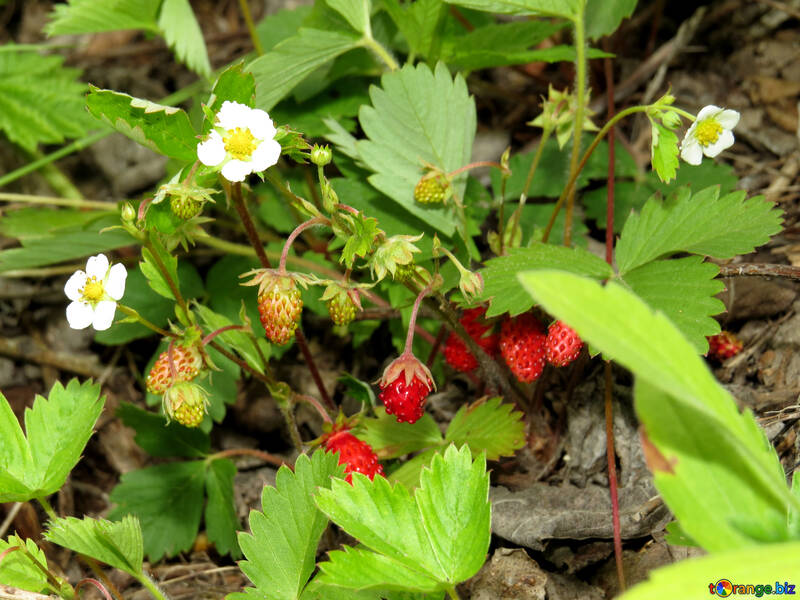 Erdbeere №27597