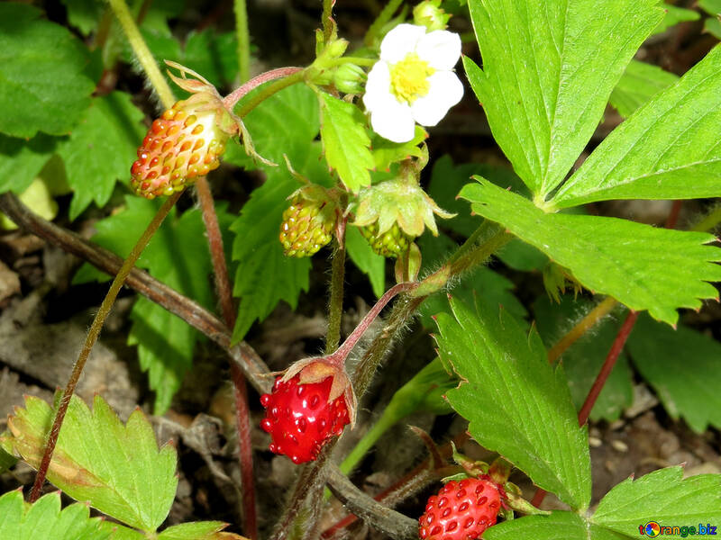 Erdbeere №27603