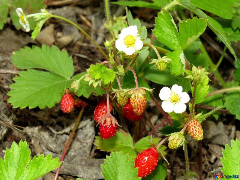 Strawberry bush №27600