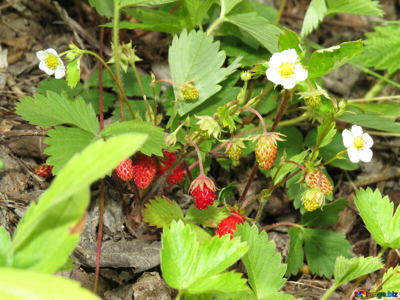 Récolte de fraises №27598