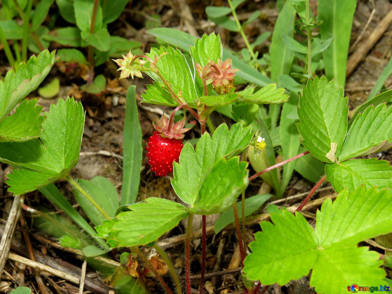 Strawberry growing №27626