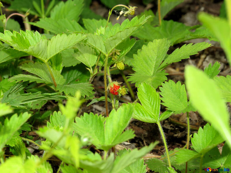 Strawberry leaves №27605