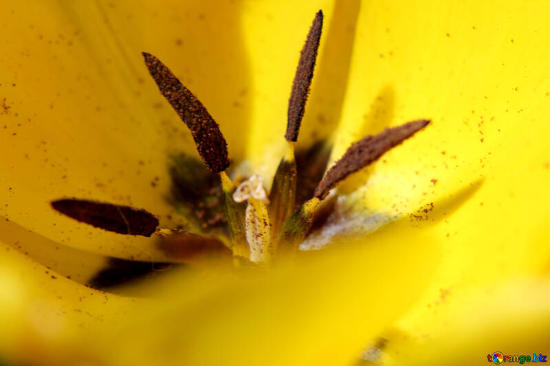 Große Tulpe Blume №27084
