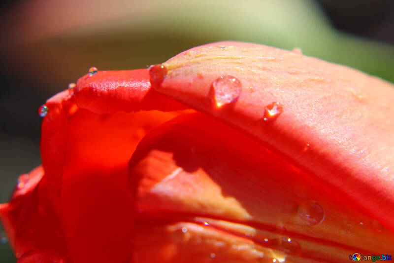 Dew on red tulip №27117