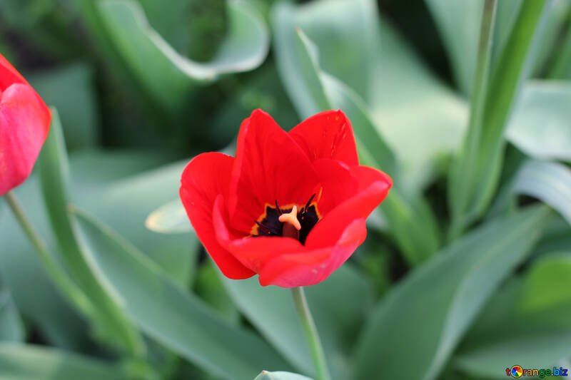 Tulipán rojo №27414