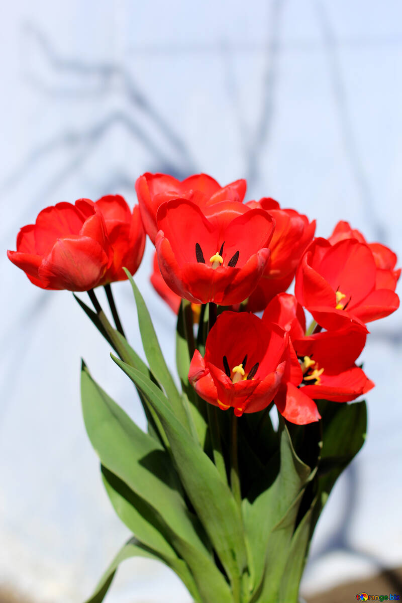 Bouquet di tulipani rossi №27448