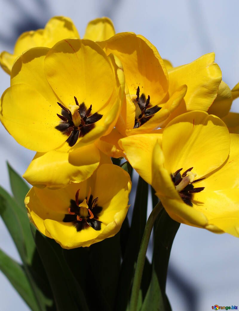 Hintergrund der Postkarten Gelbe Tulpen №27455