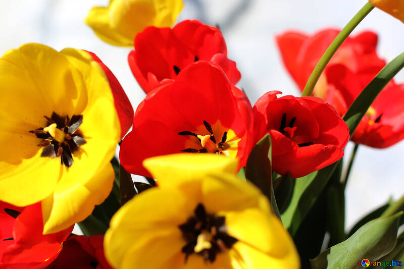 Tulipanes flores №27420