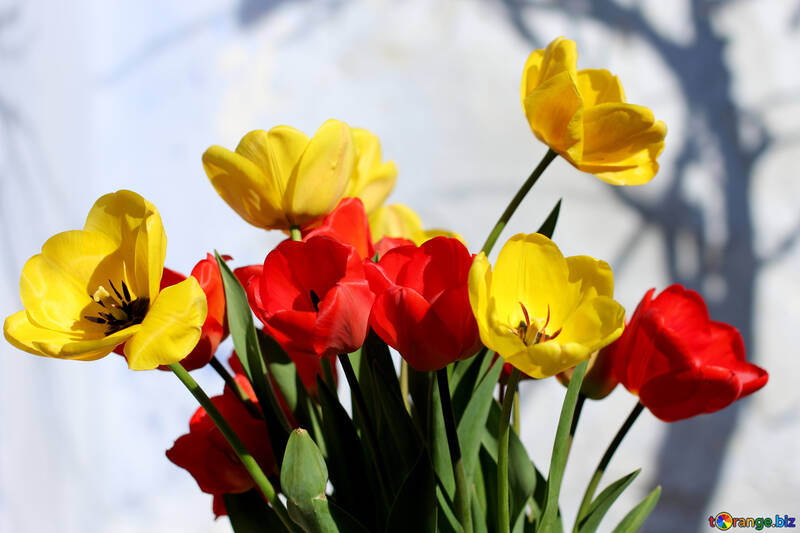 Tulipanes flores №27434