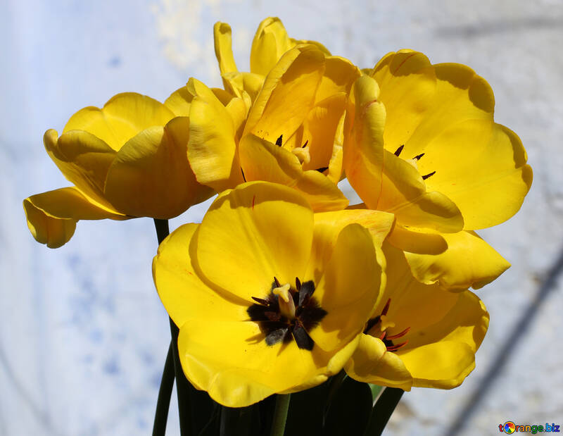 Spring tulips №27462