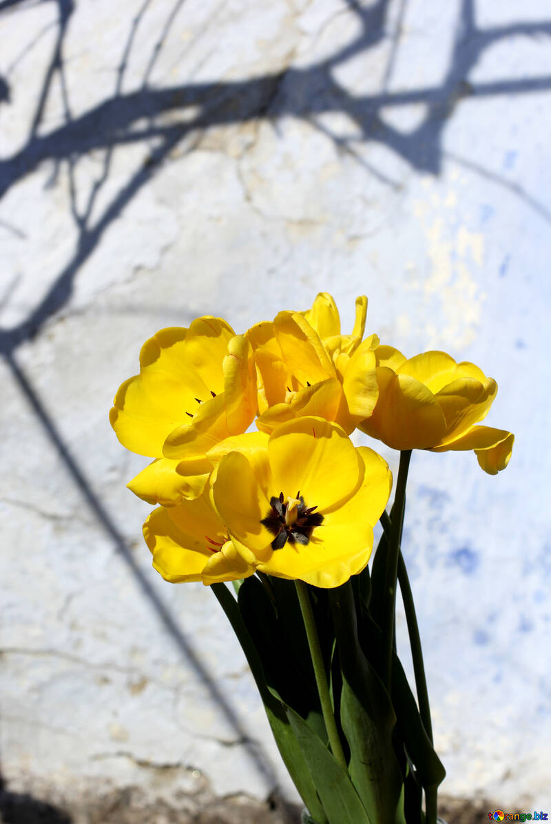 Yellow tulips №27463